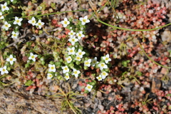 Sebaea minutiflora