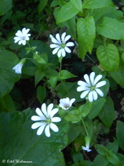Stellaria chilensis