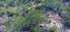 Pteronia paniculata