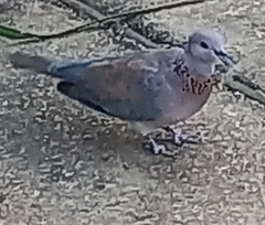 Streptopelia senegalensis senegalensis