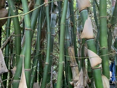 Bambusa beecheyana