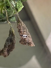 Micrathena