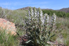 Pedicularis interrupta