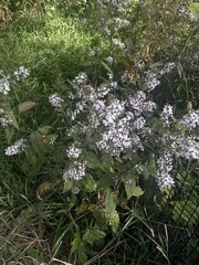 Symphyotrichum urophyllum