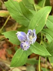 Gentiana decora