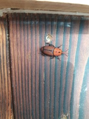 Rhynchophorus ferrugineus