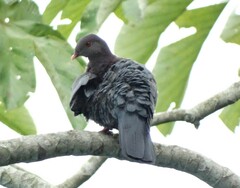 Patagioenas flavirostris