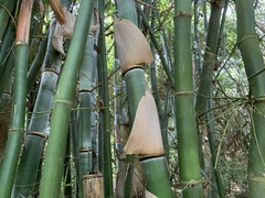 Bambusa beecheyana