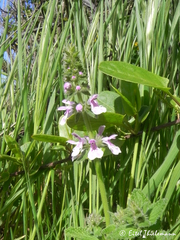 Stachys grandidentata