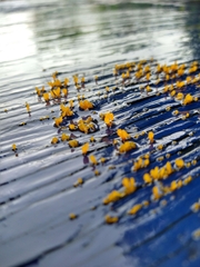 Dacrymyces spathularia