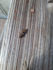 Platydracus maculosus