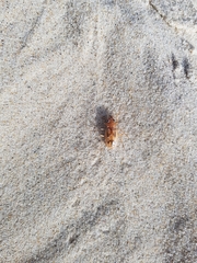 Eurynebria complanata