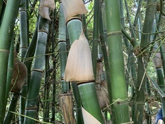 Bambusa beecheyana