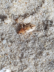 Eurynebria complanata