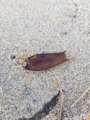 Scyliorhinus canicula