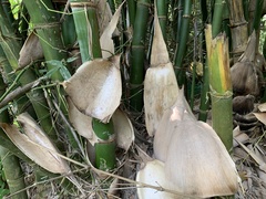Bambusa beecheyana