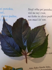 Parthenocissus quinquefolia