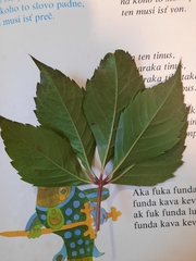 Parthenocissus quinquefolia