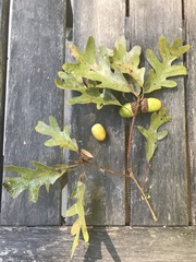 Quercus alba