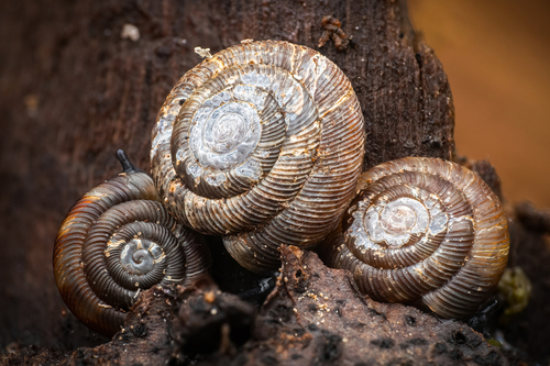 Rounded Snail