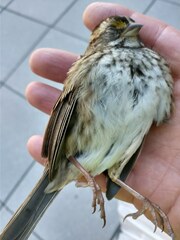 Zonotrichia albicollis