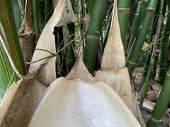 Bambusa beecheyana