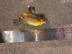 Leiothlypis ruficapilla