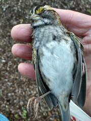 Zonotrichia albicollis