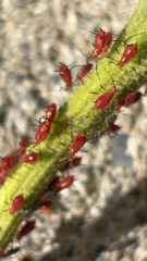 Uroleucon nigrotuberculatum