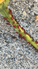 Uroleucon nigrotuberculatum