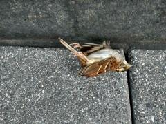 Zonotrichia albicollis