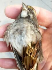 Zonotrichia albicollis