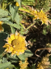 Uroleucon nigrotuberculatum