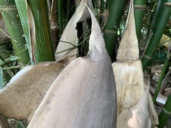 Bambusa beecheyana