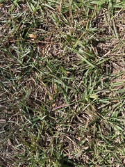 Stenotaphrum secundatum