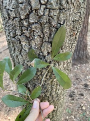 Quercus laurifolia