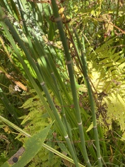 Equisetum hyemale