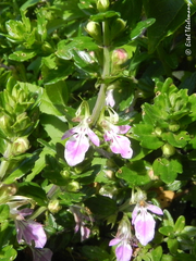 Teucrium bicolor