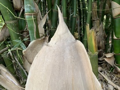 Bambusa beecheyana