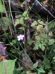 Geranium robertianum