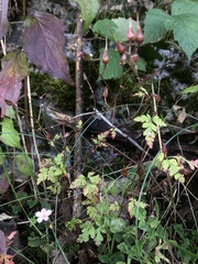 Geranium robertianum