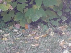 Erithacus rubecula