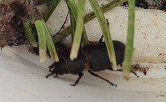 Spondylis buprestoides