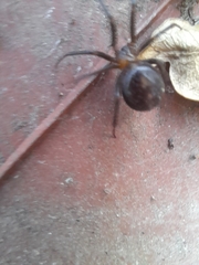 Steatoda grossa