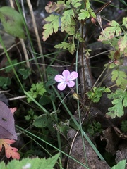 Geranium robertianum