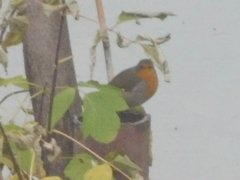 Erithacus rubecula