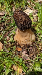 Morchella angusticeps