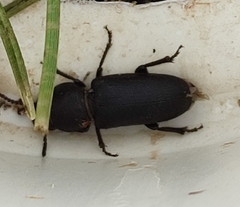 Spondylis buprestoides