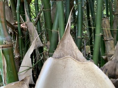 Bambusa beecheyana