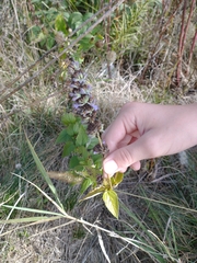 Agastache foeniculum